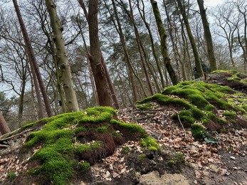 Photo of Beautiful trees, fallen leaves and green moss in forest