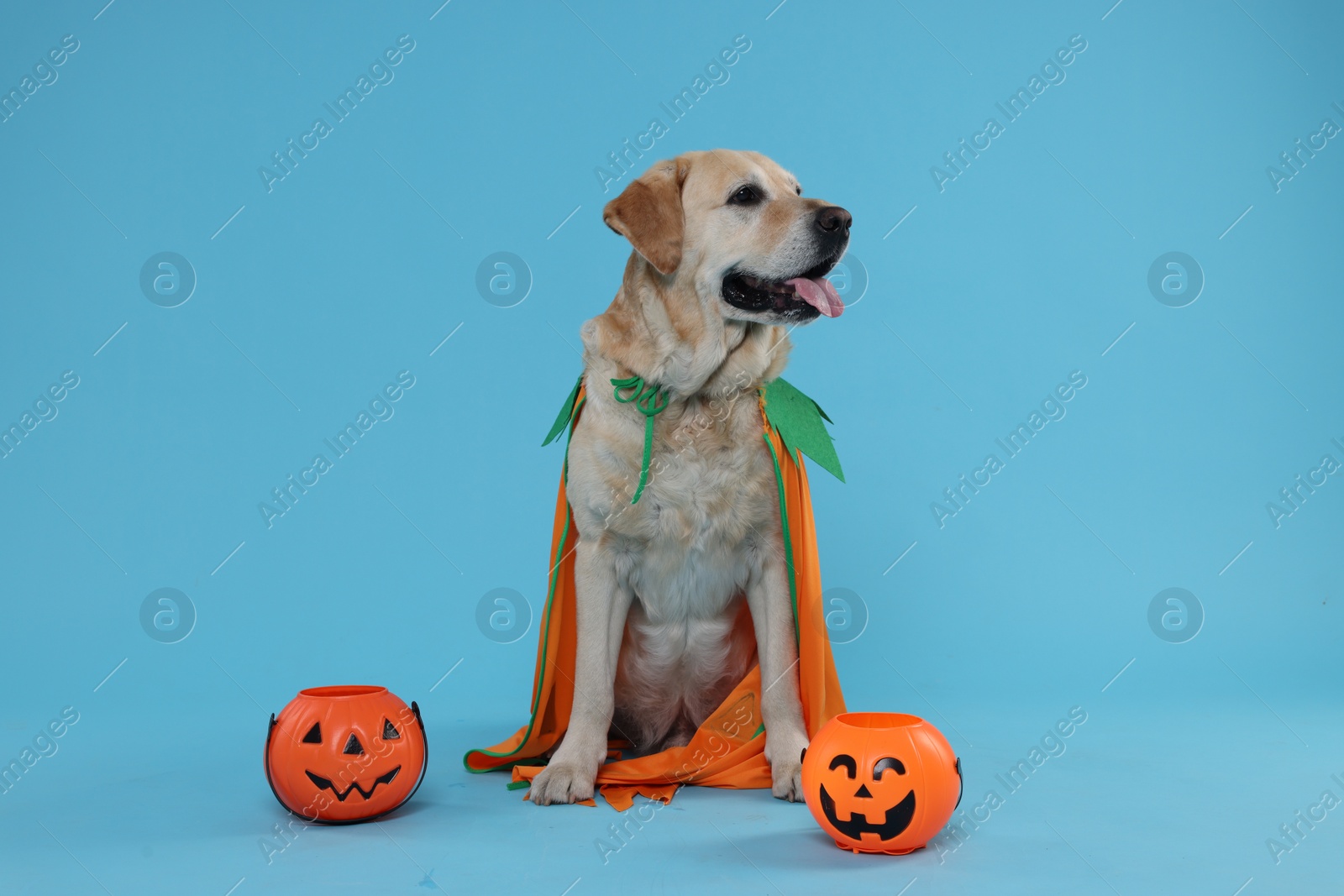 Photo of Cute Labrador Retriever dog in Halloween costume with trick or treat buckets on light blue background