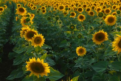 Photo of Beautiful view of field with blooming sunflowers on summer day