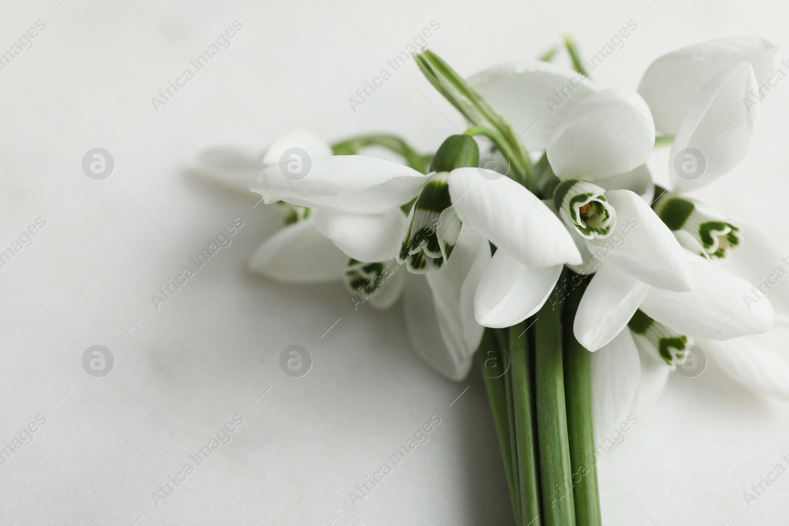 Photo of Beautiful snowdrops on light table, closeup. Space for text