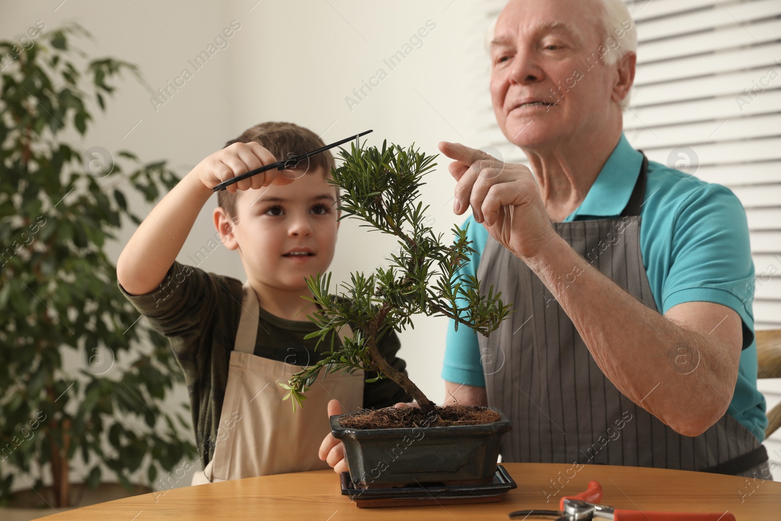 Photo of Senior man with little grandson taking care of Japanese bonsai plant indoors. Creating zen atmosphere at home