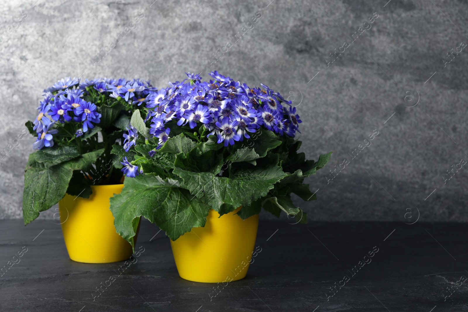 Photo of Beautiful purple cineraria plants in flower pots on black table. Space for text