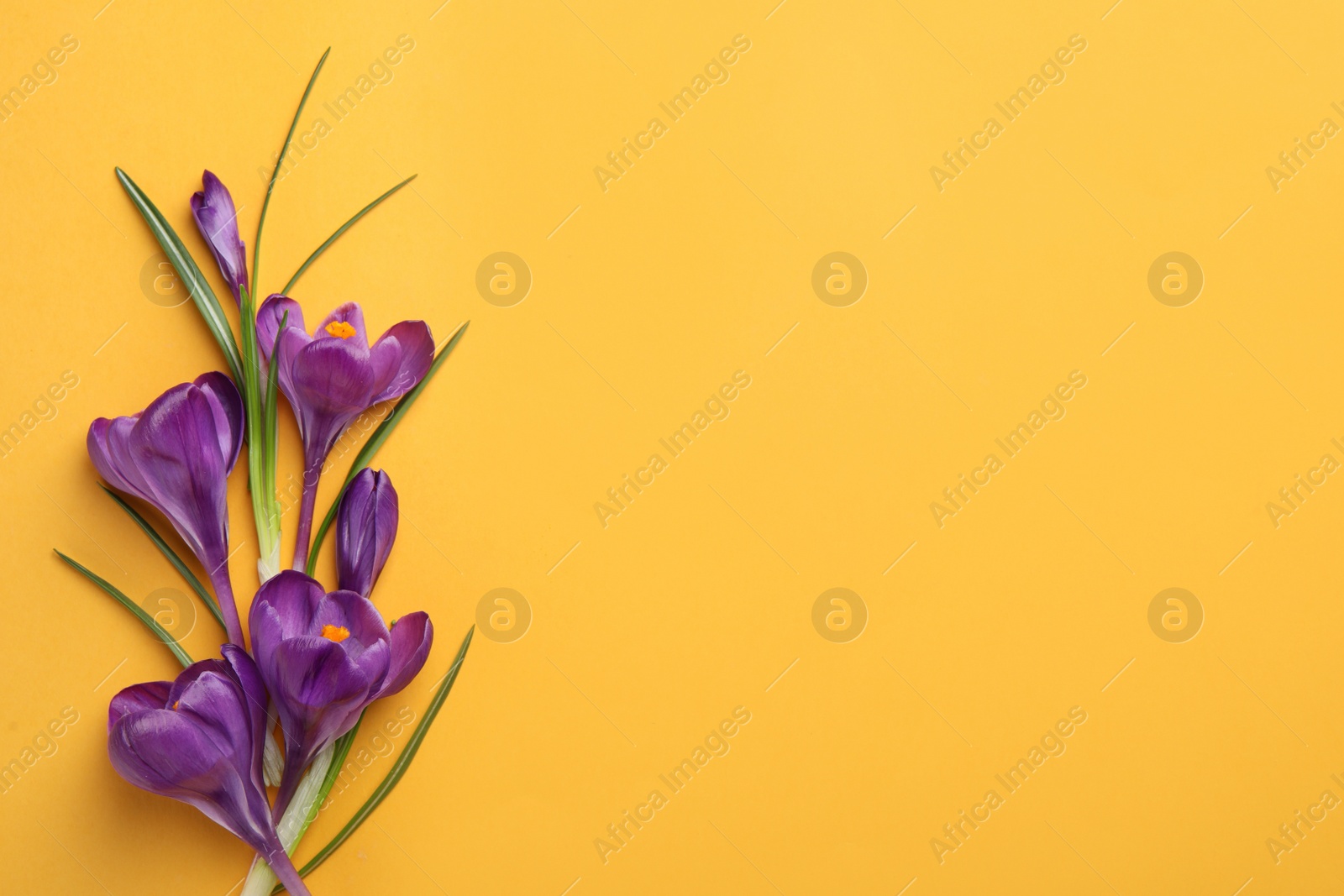 Photo of Beautiful purple crocus flowers on yellow background, flat lay. Space for text