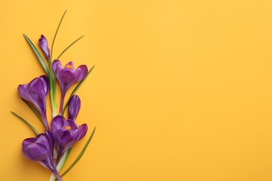 Beautiful purple crocus flowers on yellow background, flat lay. Space for text