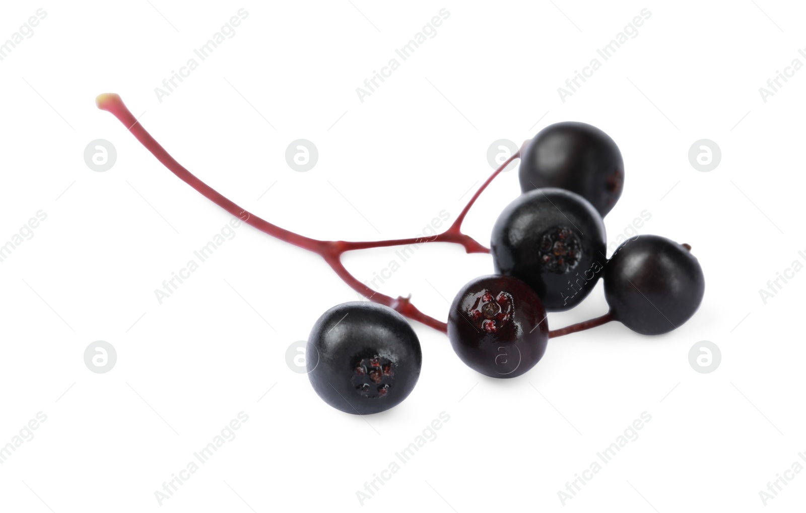 Photo of Delicious ripe black elderberries isolated on white