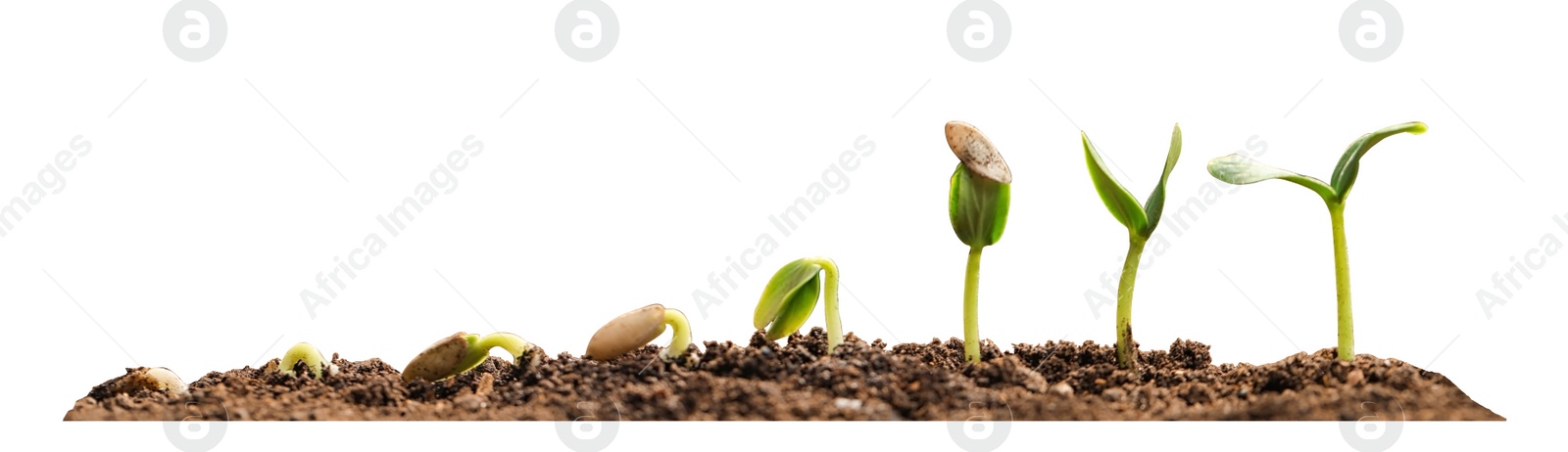 Image of Stages of growing seedling in soil on white background. Banner design