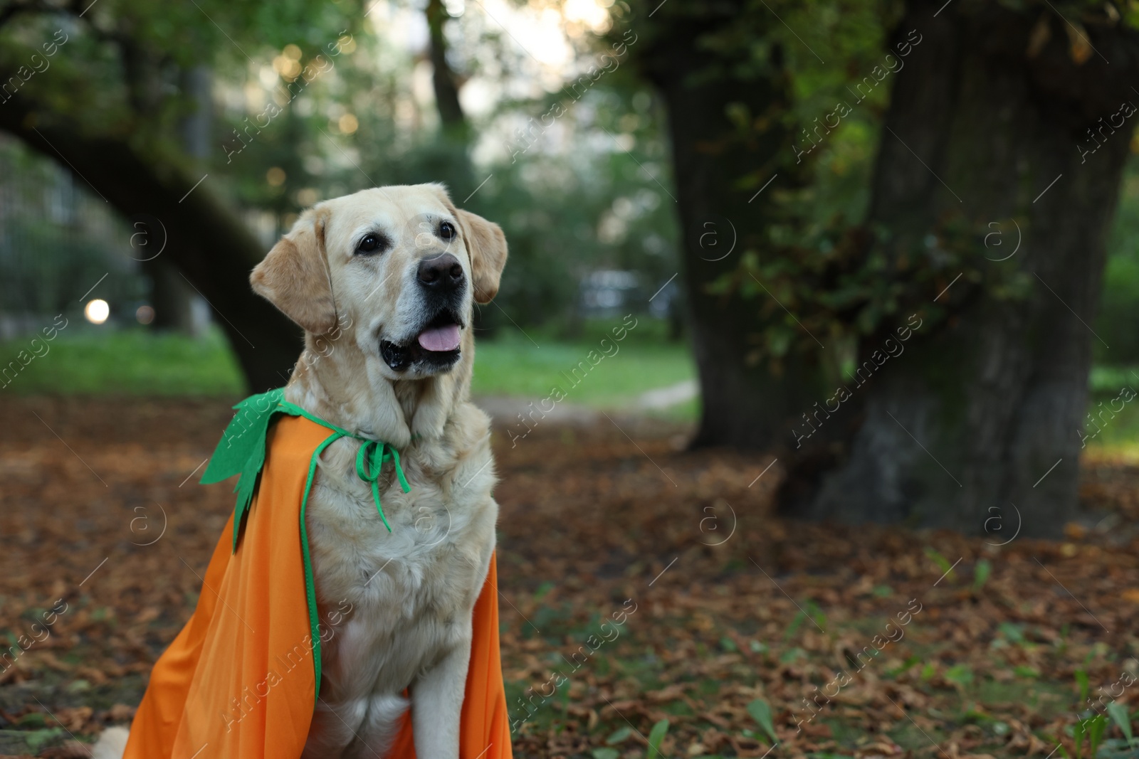 Photo of Cute Labrador Retriever dog wearing Halloween costume in autumn park. Space for text