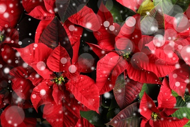 Traditional Christmas poinsettia flowers as background, top view. Snowfall effect on foreground