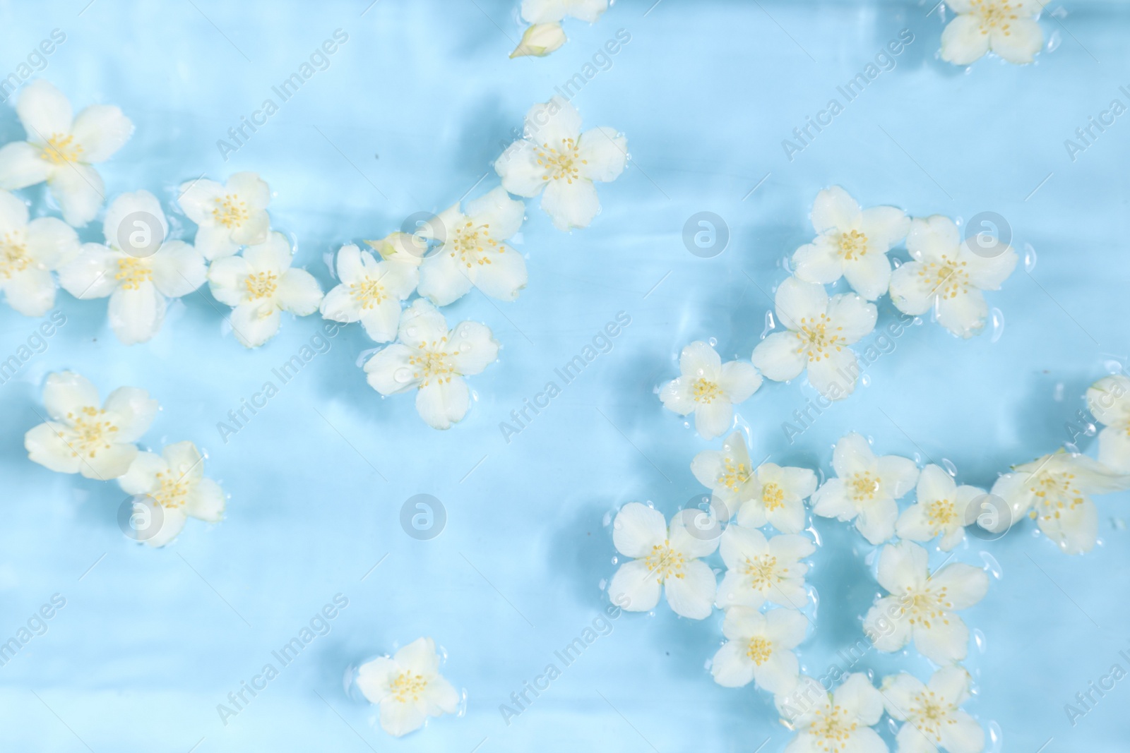 Photo of Beautiful jasmine flowers in water on light blue background, top view