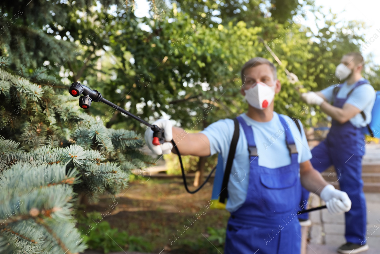 Photo of Workers spraying pesticide onto tree outdoors. Pest control
