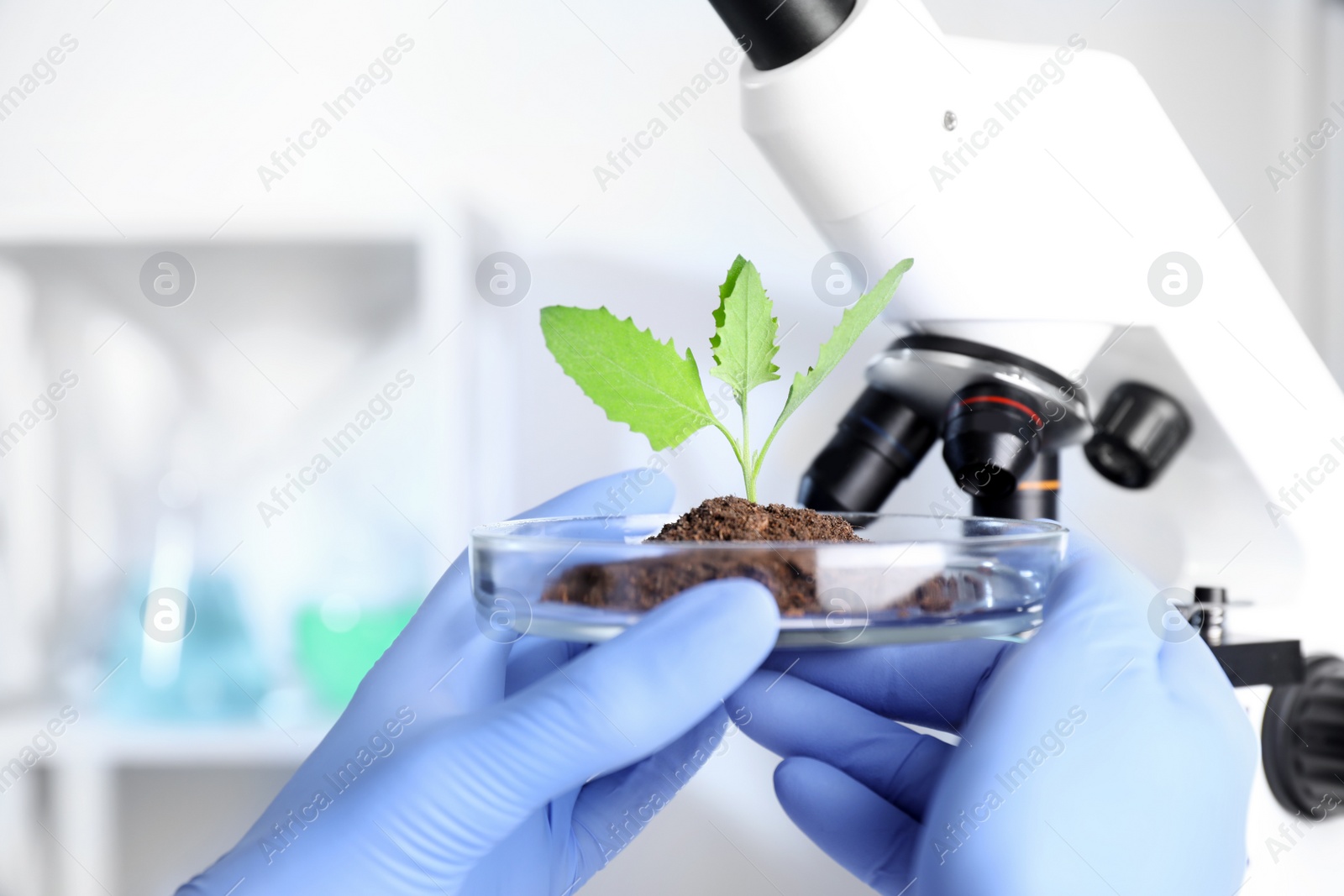 Photo of Scientist examining green plant with microscope in laboratory, closeup