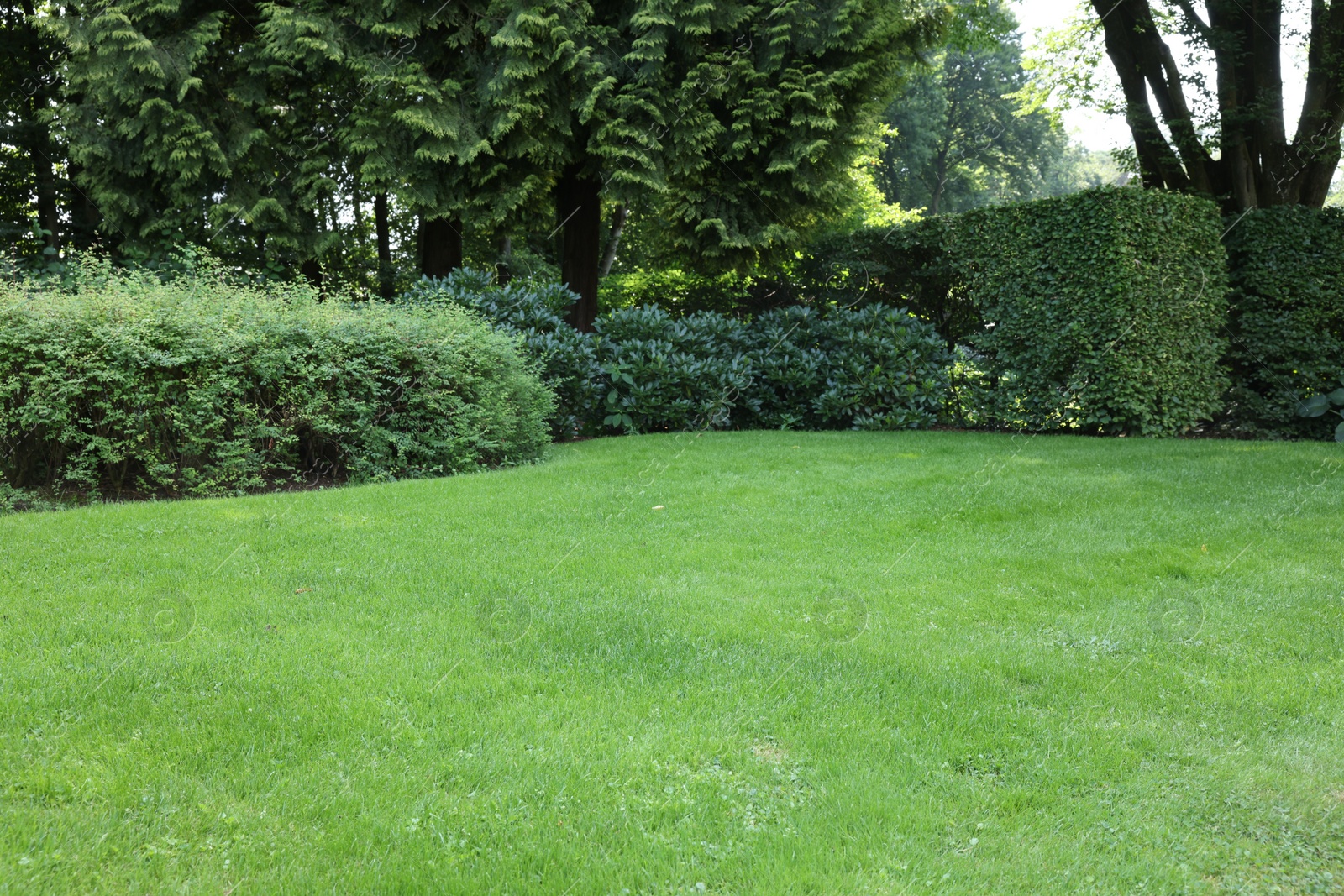 Photo of Beautiful lawn with green grass on sunny day