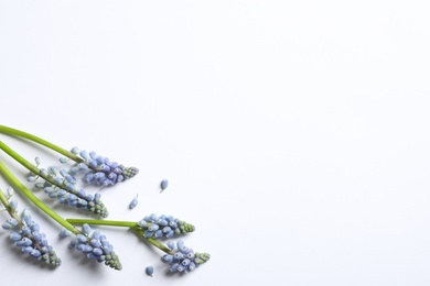 Photo of Spring muscari flowers on white background, top view with space for text