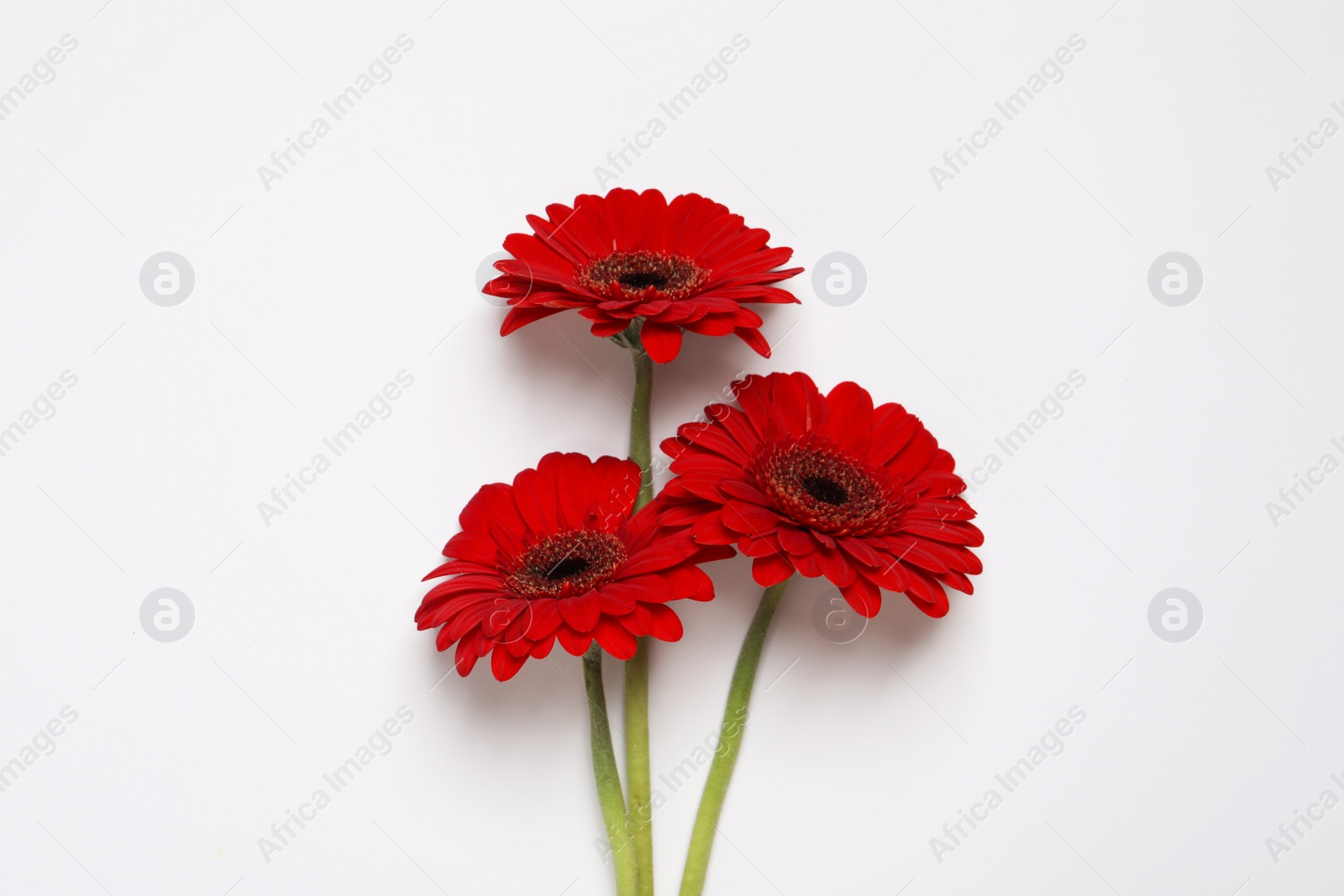 Photo of Beautiful red gerbera flowers on white background, top view
