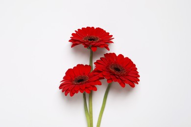 Beautiful red gerbera flowers on white background, top view