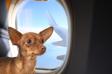 Image of Travelling with pet. Cute toy terrier dog near window in airplane