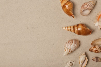 Seashells on beach sand, top view with space for text