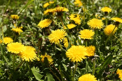 Photo of Beautiful blooming dandelions in green meadow, closeup