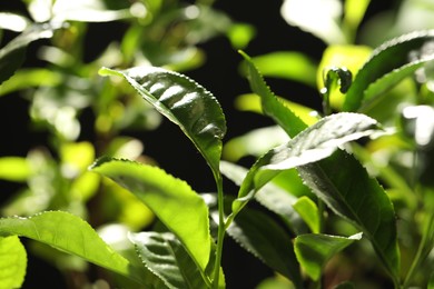 Photo of Green leaves of tea plant on blurred background