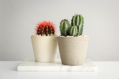 Beautiful cacti on table against grey background