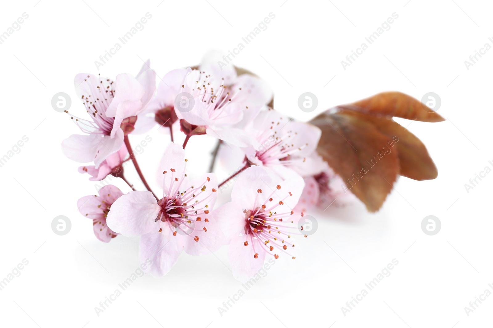 Photo of Beautiful plum blossom isolated on white. Spring season