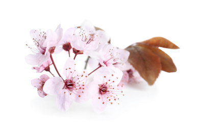 Beautiful plum blossom isolated on white. Spring season