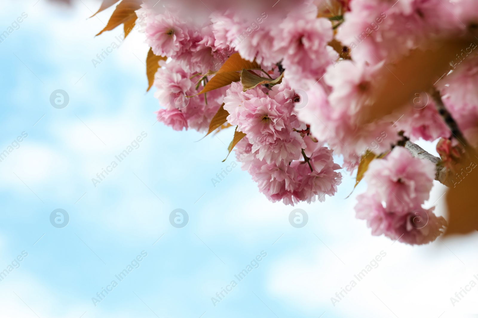 Photo of Beautiful blossoming sakura tree against blue sky, closeup. Space for text