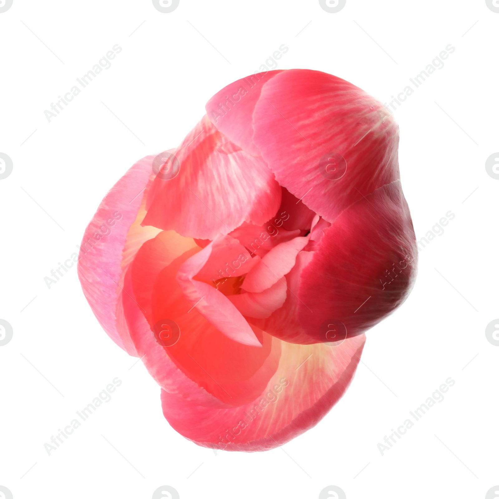 Photo of Beautiful pink peony bud isolated on white