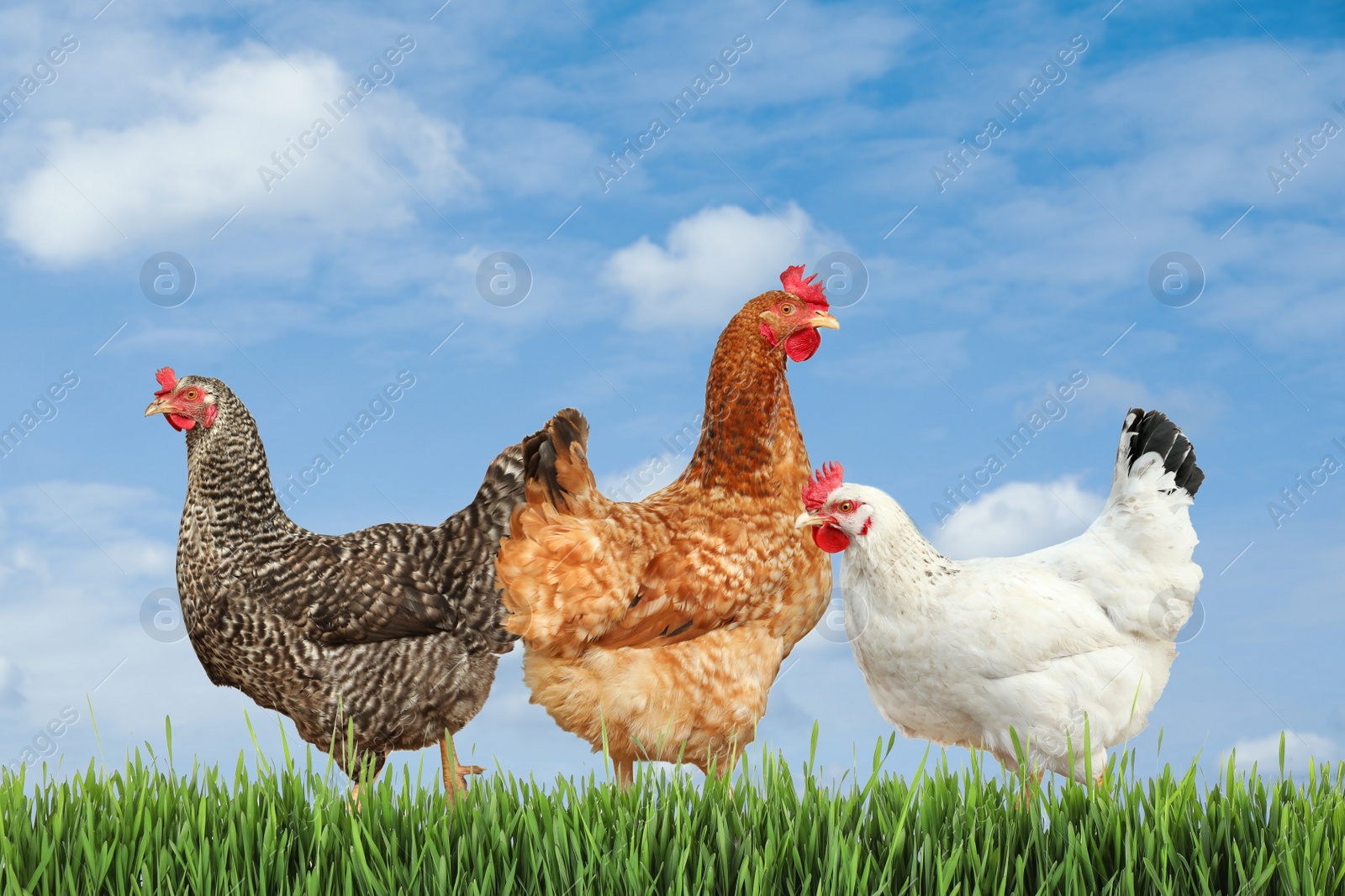 Image of Beautiful chickens on fresh green grass outdoors 