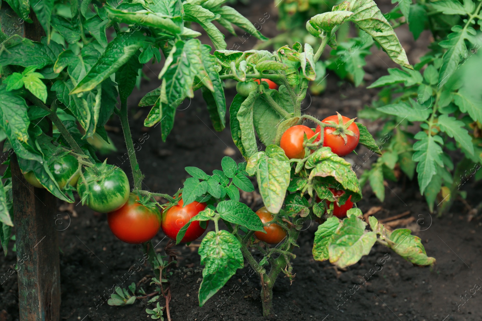 Photo of Beautiful green plants with ripening tomatoes in garden