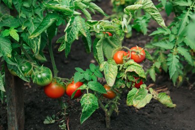 Photo of Beautiful green plants with ripening tomatoes in garden