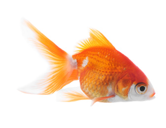 Beautiful bright small goldfish isolated on white