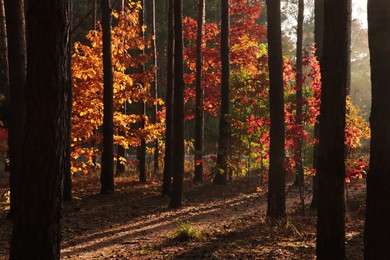 Photo of Picturesque view of forest with trees. Autumn season