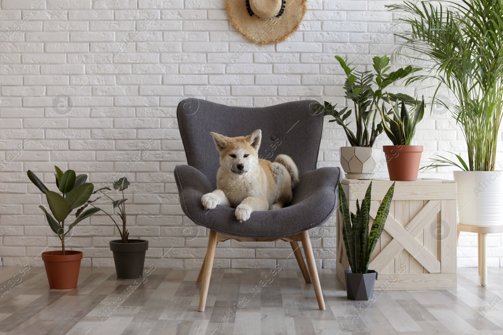 Photo of Cute Akita Inu dog on armchair in room with houseplants