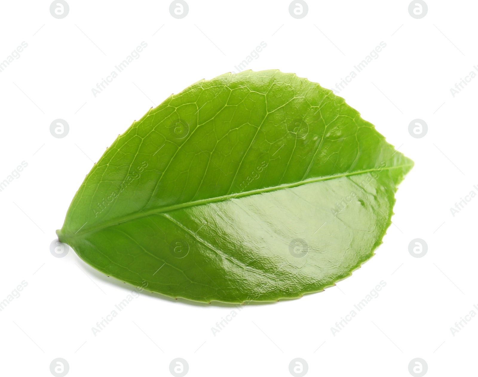 Photo of Green leaf of tea plant on white background