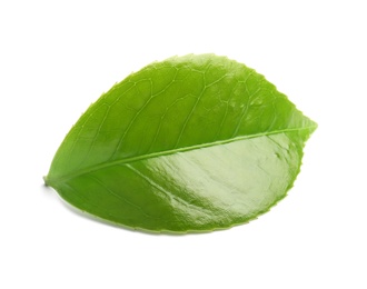 Photo of Green leaf of tea plant on white background