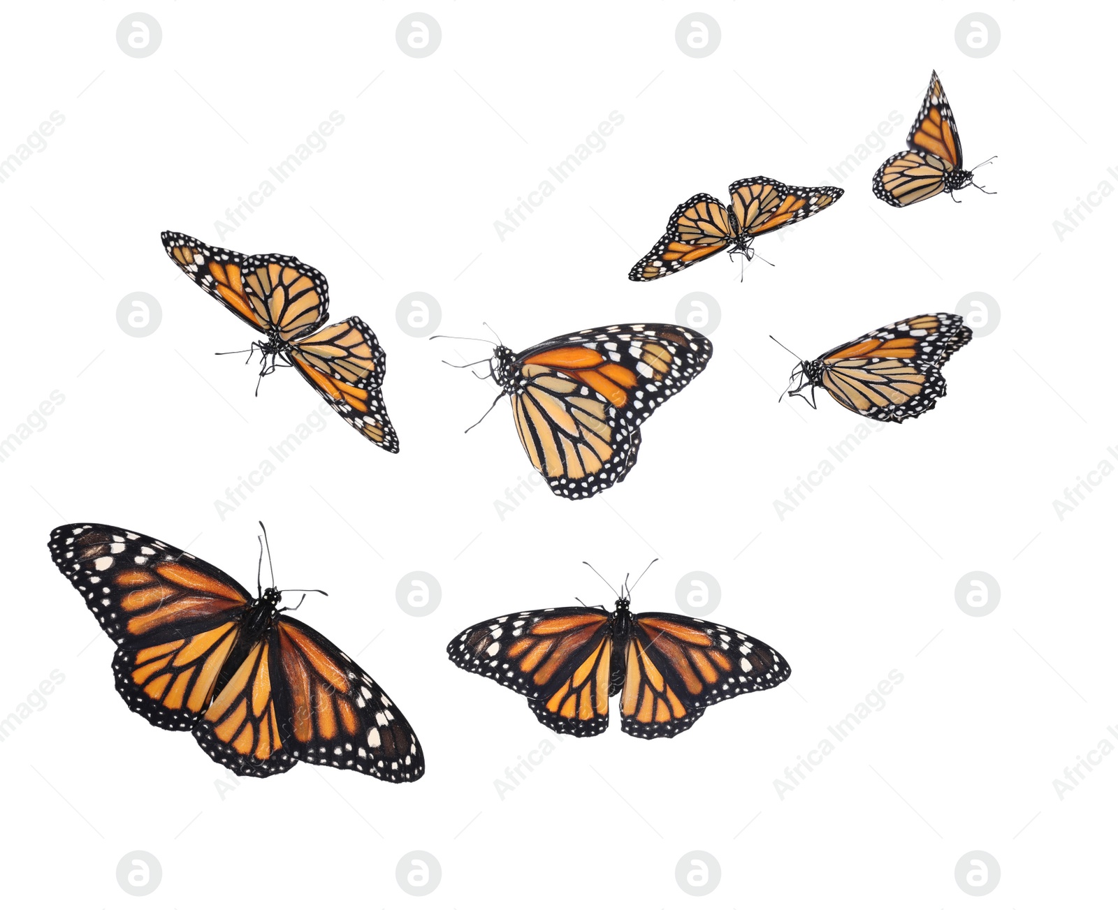 Image of Amazing monarch butterflies flying on white background