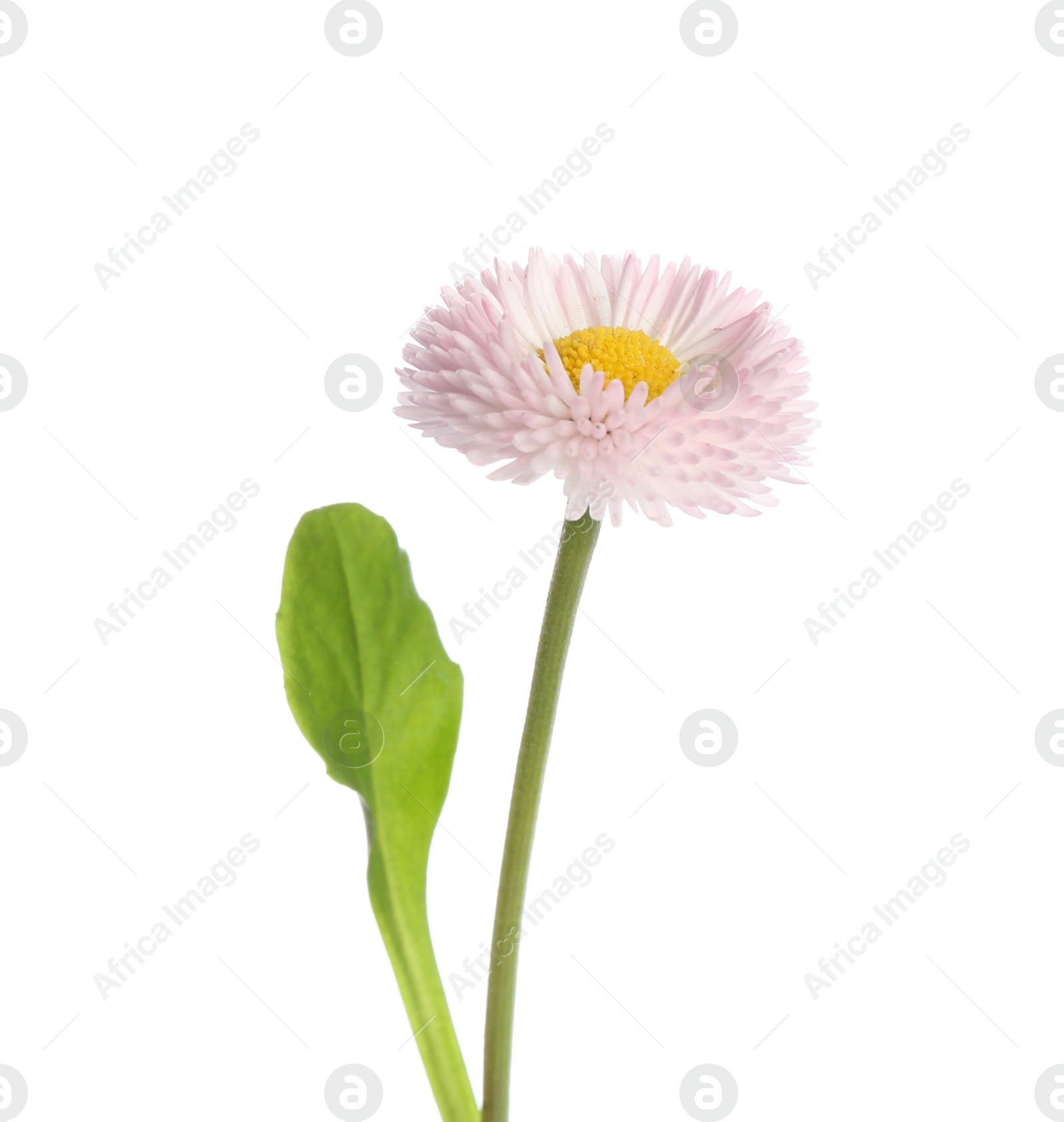 Photo of Beautiful blooming daisy against white background. Spring flower