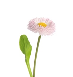 Photo of Beautiful blooming daisy against white background. Spring flower