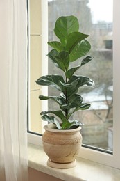 Photo of Beautiful ficus plant in pot on windowsill indoors. House decor