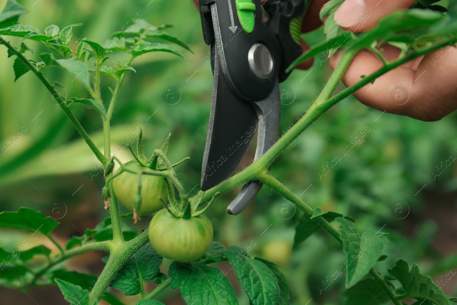 Photo of Man pruning tomato bush with secateurs in garden, closeup