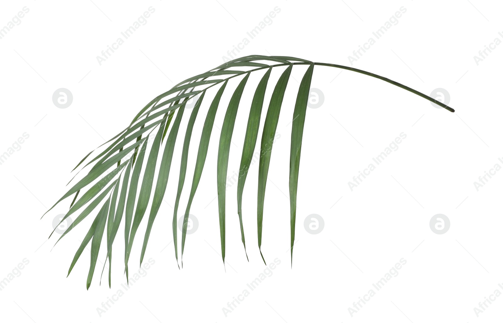 Photo of Leaf of tropical palm tree isolated on white