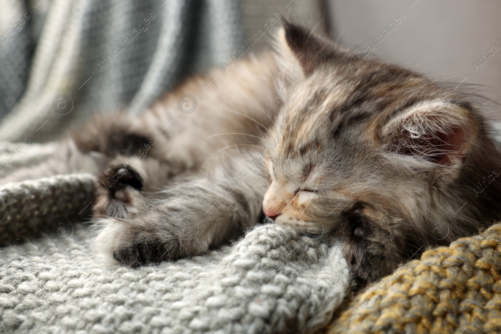 Photo of Cute kitten sleeping on knitted blanket. Baby animal