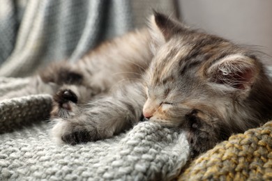 Photo of Cute kitten sleeping on knitted blanket. Baby animal