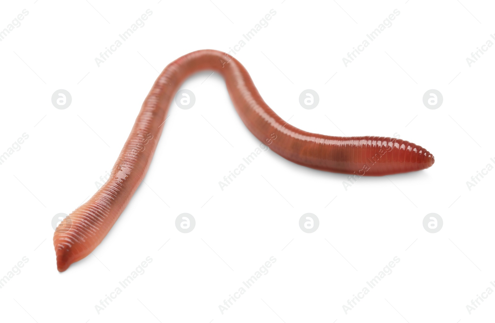 Photo of One earthworm isolated on white. Terrestrial invertebrates