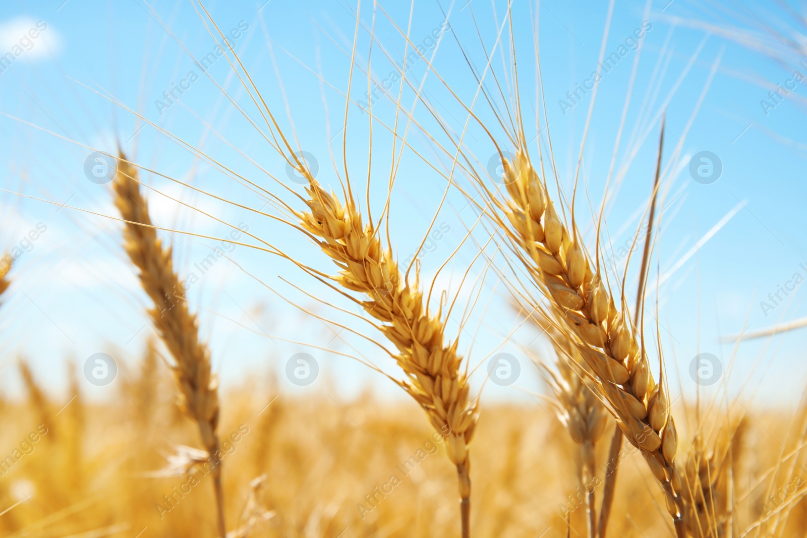 Photo of Wheat field on sunny day. Cereal farming