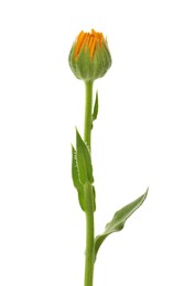 Photo of Beautiful delicate calendula bud isolated on white