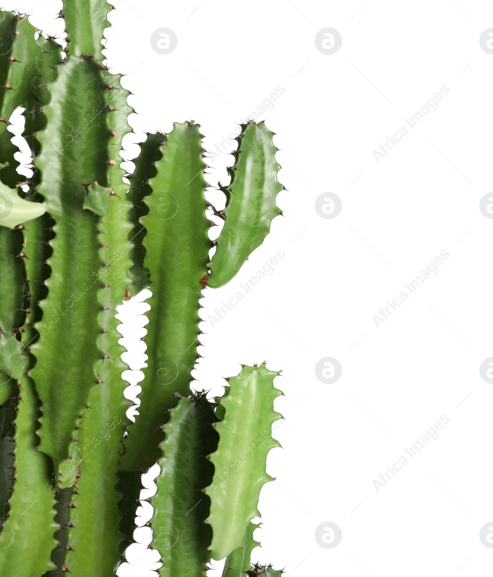 Photo of Beautiful cactus on white background. Tropical plant