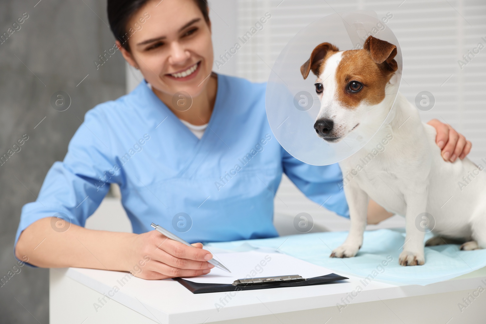 Photo of Veterinarian and Jack Russell Terrier dog wearing medical plastic collar in clinic, focus on pet