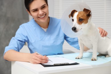 Photo of Veterinarian and Jack Russell Terrier dog wearing medical plastic collar in clinic, focus on pet